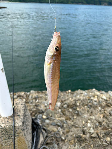 キスの釣果