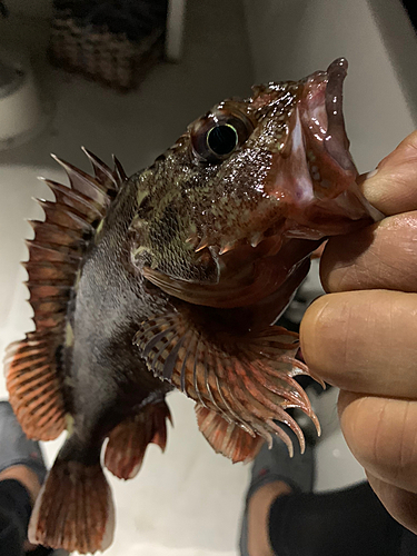 カサゴの釣果