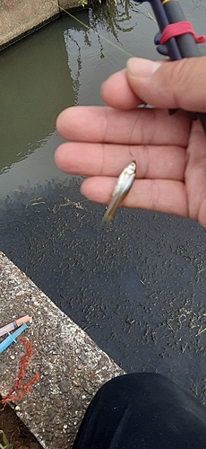 クチボソの釣果