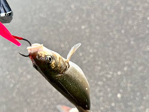 ウグイの釣果