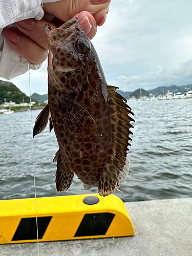 オオモンハタの釣果