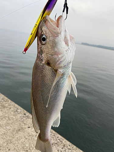 イシモチの釣果