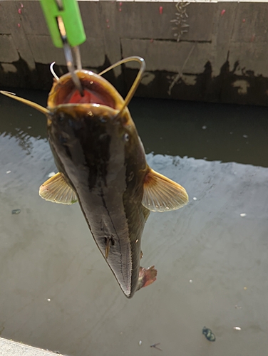 ナマズの釣果