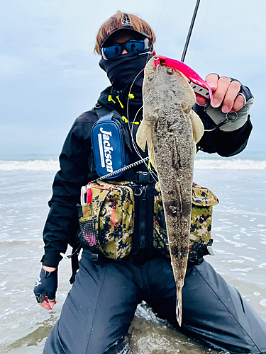 マゴチの釣果