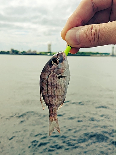 タイの釣果