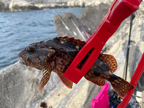 カサゴの釣果