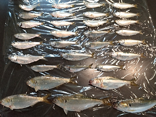 コノシロの釣果