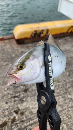 ショゴの釣果