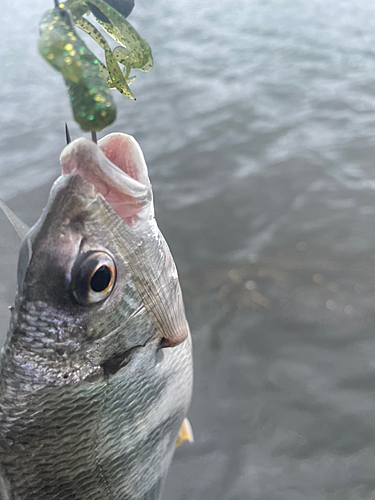 キビレの釣果