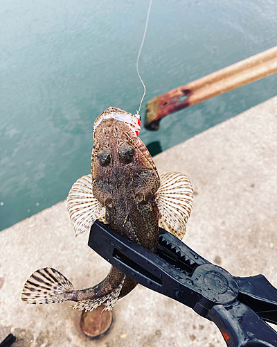 マゴチの釣果