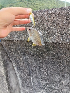 キビレの釣果