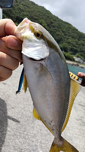 ネリゴの釣果