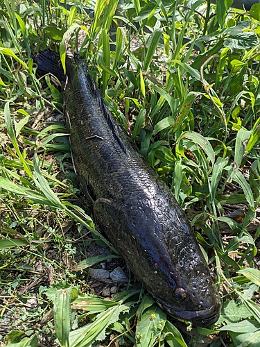 ライギョの釣果