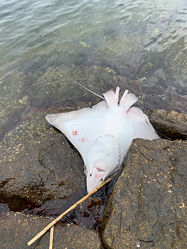 エイの釣果