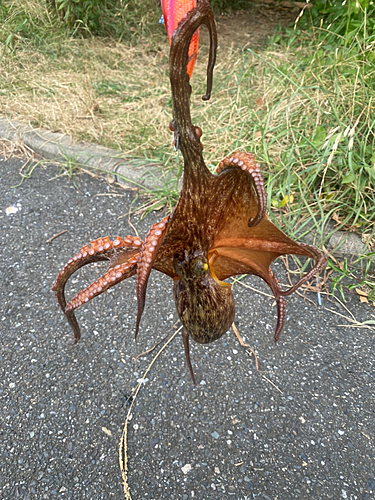 タコの釣果