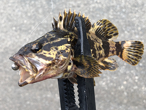 タケノコメバルの釣果