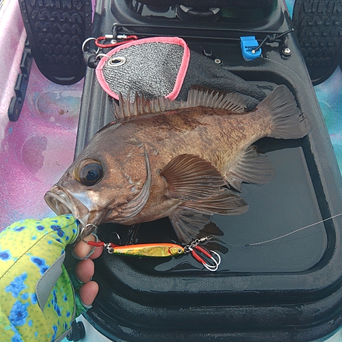 メバルの釣果