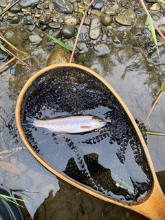 ニジマスの釣果