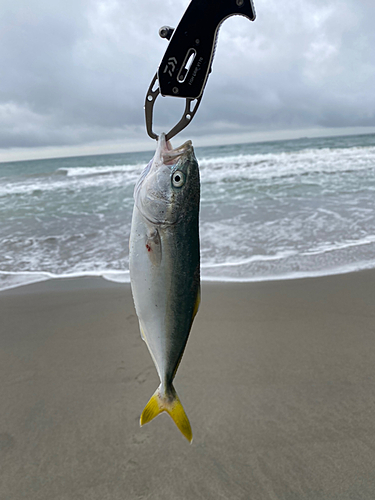 ワカシの釣果