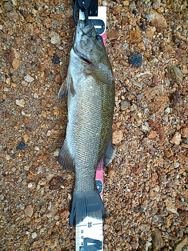 スモールマウスバスの釣果