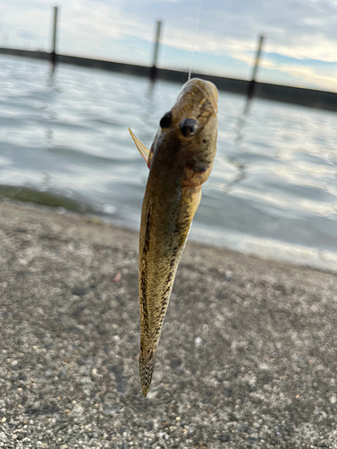 ハゼの釣果