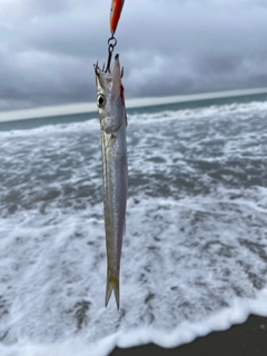 カマスの釣果