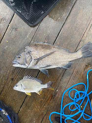 チヌの釣果