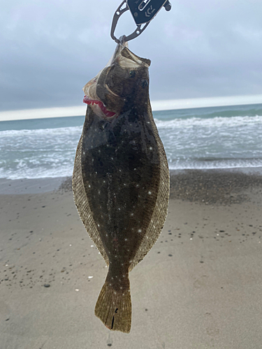 ソゲの釣果