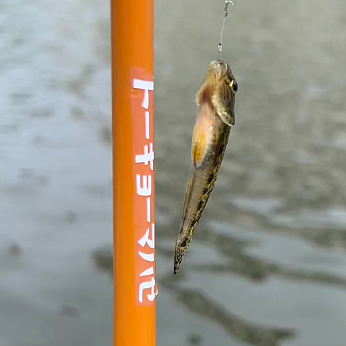 マハゼの釣果