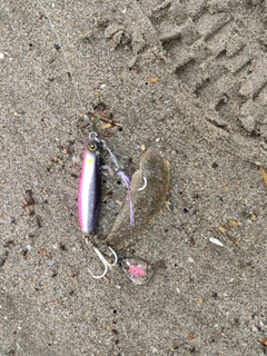 シタビラメの釣果