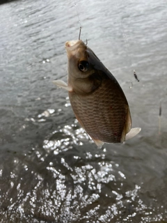 フナの釣果