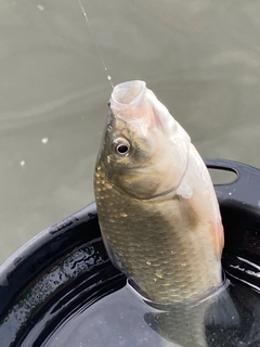 フナの釣果