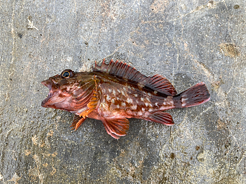 カサゴの釣果