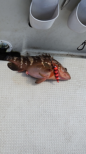 アコウの釣果