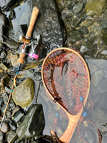 ヤマメの釣果