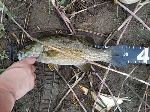 スモールマウスバスの釣果