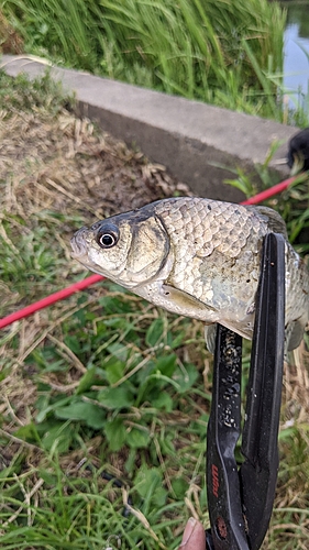 フナの釣果