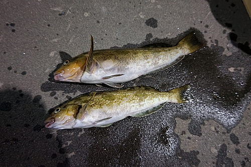 アブラコの釣果