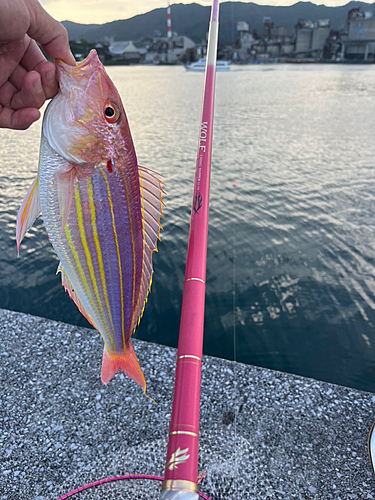 イトヨリダイの釣果