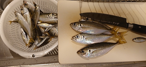 アジの釣果