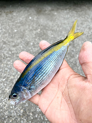 タカベの釣果