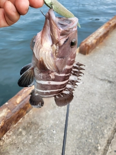 マハタの釣果