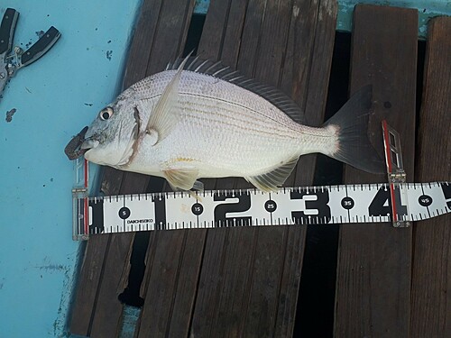 ヘダイの釣果