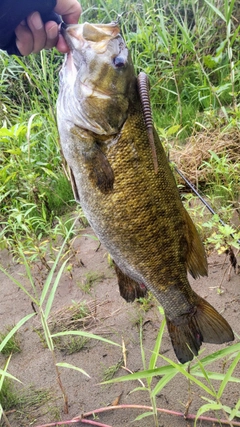 スモールマウスバスの釣果