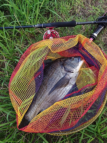 チヌの釣果