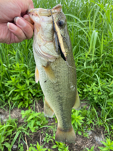 ラージマウスバスの釣果