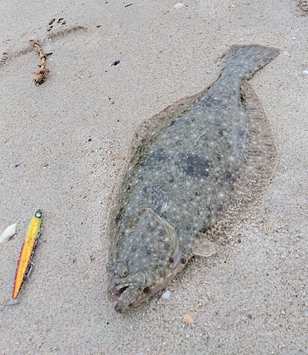 ヒラメの釣果