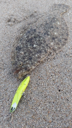 ヒラメの釣果