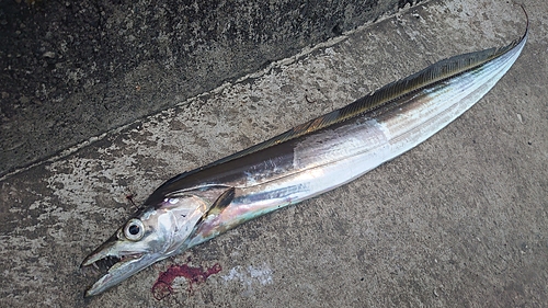 タチウオの釣果