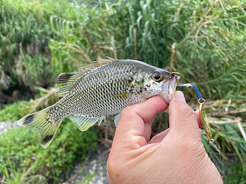 オオクチユゴイの釣果